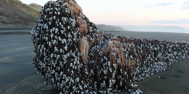 Melissa Doubleday posted this photo to the Muriwai and Waimauku Community Group Facebook page showing a barnacle covered object that washed up on Muriwai beach. Photo / Facebook