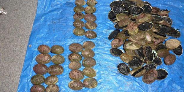 Just two of the paua were legally sized and at least eight people would be likely to appear in court. Photo: Supplied