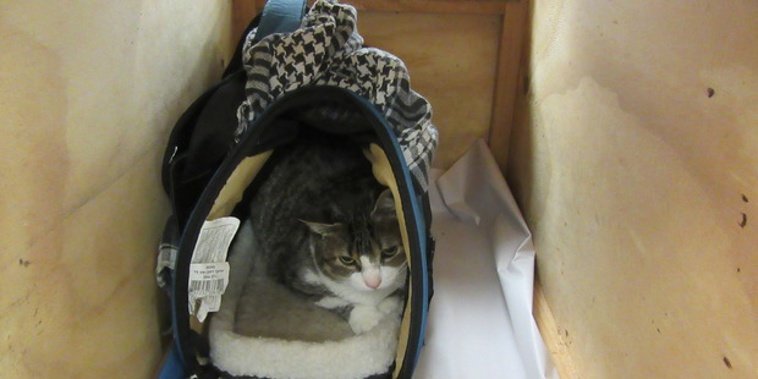 A Canadian woman has been kicked out of the country after trying to smuggle her cat in a handbag through Auckland International Airport (Supplied)
