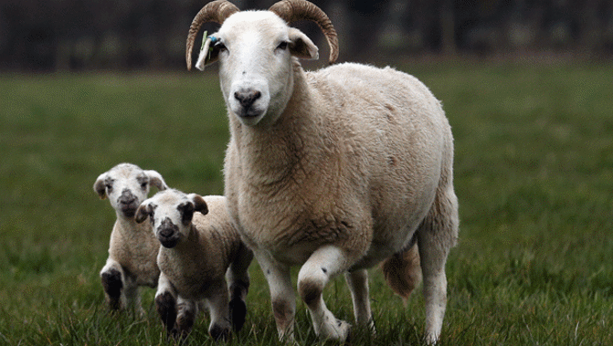 The market for crossbred wool, which accounts for about 80 per cent of the national clip, is under pressure (Getty Images)