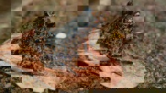 A long-running conservation battle for the habitat of Hochstetter's frog has come to an end (Supplied)