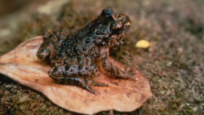 A long-running conservation battle for the habitat of Hochstetter's frog has come to an end (Supplied)