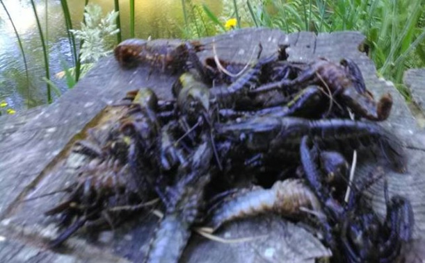 Hundreds of crayfish washed up in a Waikato stream – and the local regional council is struggling to figure out why (Supplied by Erin Hampson-Tindale)