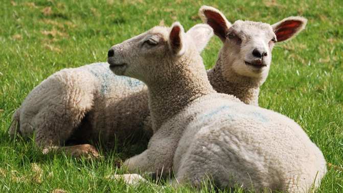 Police in Whanganui have hit a dead end on the search for 14 hundred lambs, in what might be the largest stock heist in the country. (Getty Images)