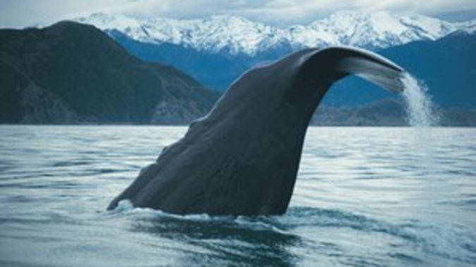 Whale Watch Kaikoura Opens Again