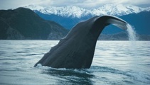 Whale Watch Kaikoura opens again