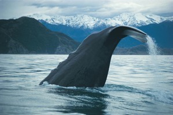 Despite wet conditions, the weather was good enough for Kaikoura Whale Watch to send out its first boat in 7 weeks. (Whale Watch Kaikoura)