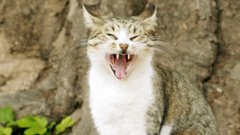 Photo / Getty Images