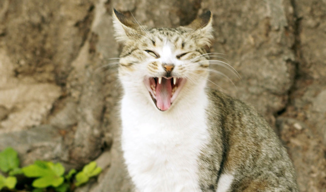 Photo / Getty Images