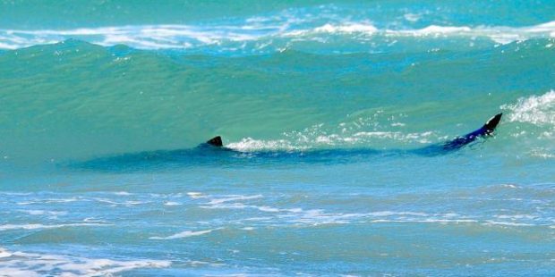 Bronze whalers reach more than 3m in length and weigh around 300kg (Louis Klaassen)