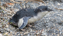 Blue penguin killed by dog in Ōamaru 