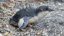 Blue penguin killed by dog in Ōamaru