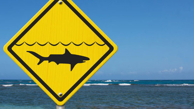 Shark sightings at beaches to rise in summer