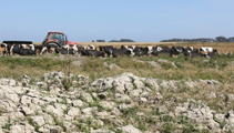 Northland farmers battling