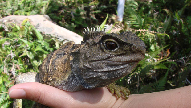(Image: Department of Conservation)