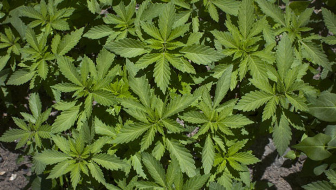 Gisborne Police have seized more than nine-hundred cannabis plants from a bush area, north of Gisborne. (Getty Images)