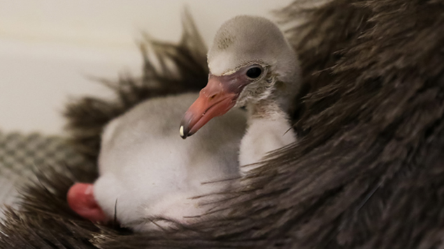 The newest member of the flamingo flamboyance at Auckland Zoo (Supplied / Emma Wells)