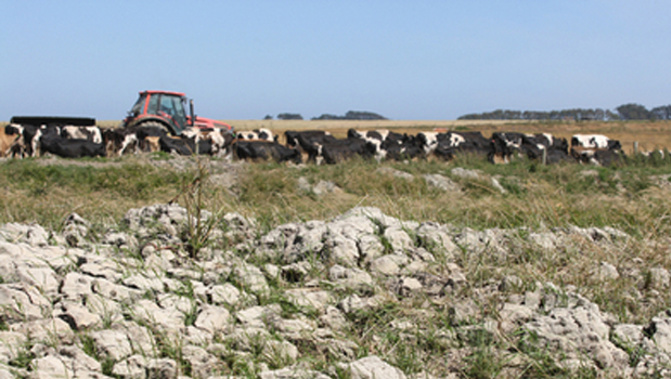 Hawke's Bay farmers shouldn't get their hopes up this week's rain will fill up their troughs or water their paddocks. (Supplied)