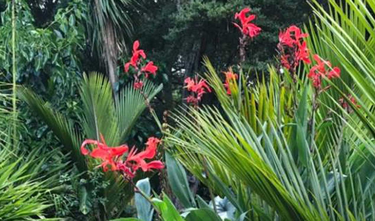 Jacque Tucker: Canna Power