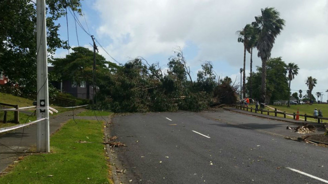 A tree blocking a road in Panmure, Auckland (Facebook)