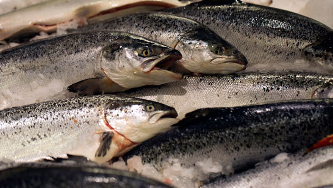 Thousands of salmon will be moved in the Marlborough Sounds for environmental reasons. Photo / (file)