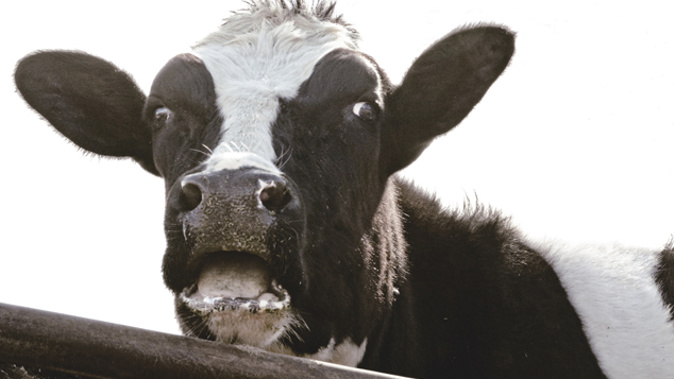 A herd of 200 cows in Matamata is in quarantine after the discovery of an outbreak of bovine tuberculosis late last year (iStock)