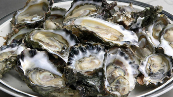 Oyster farmers forced to dump thousands of oysters due to Watercare failure
