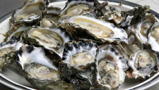 Lynette Dunn: Oyster farmers forced to dump thousands of oysters due to Watercare failure