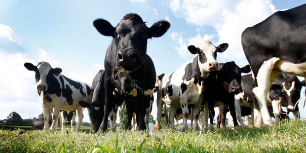 Positive reflections on dairy farmers as sector experiences record-breaking year 