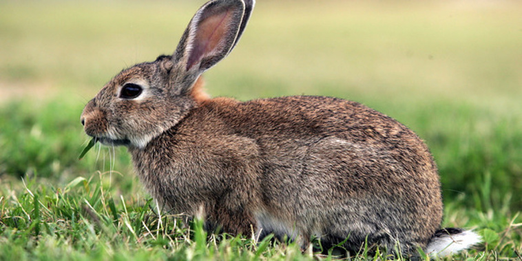 There's concern introducing a new virus to kill off rabbit populations in Otago will instead eradicate the opportunity to sell the meat as a delicacy (NZME)