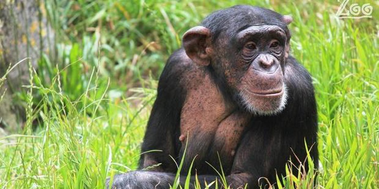 Wellington Zoo announced today that 9-year-old chimpanzee Beni has died. Photo / Wellington Zoo