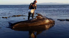 A volunteer helps comfort a stranded whale  (Project Jonah Facebook)