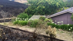 Fires in the Hawke's Bay came dangerously close to this house, which fortunately escaped major damage (Supplied) 