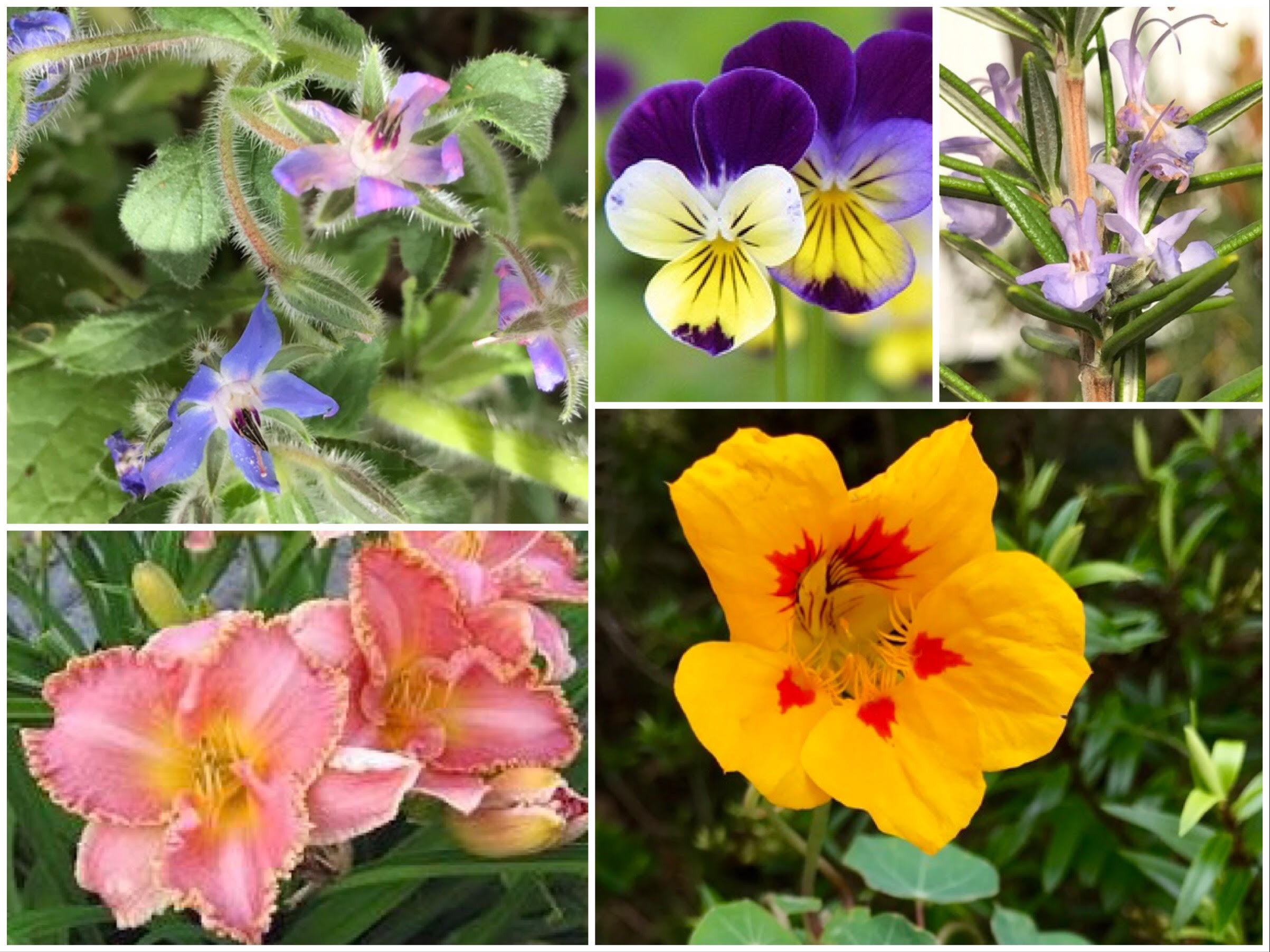 Jacque Tucker: Edible flowers