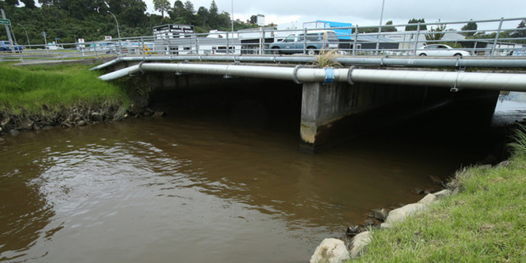 Fancy a swim? The Kopurererua Stream in Tauranga. Photo / John Borren