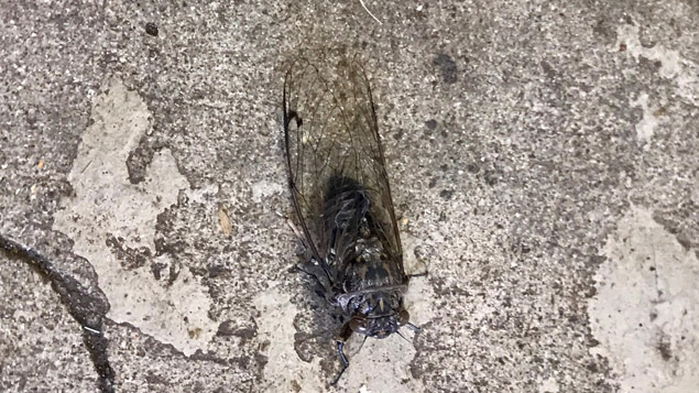 Jacque Tucker: The soundtrack of Summer