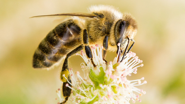 A new report has highlighted the plight of bees in North America and Hawaii (File photo)