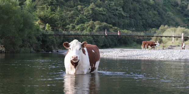 New Zealand's top independent conservation body isn't happy about how Government's proposed waterways clean up has been presented. Photo / file.