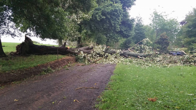 A Waikato family are trapped in their home after a massive tree crashed over their driveway. (Supplied)