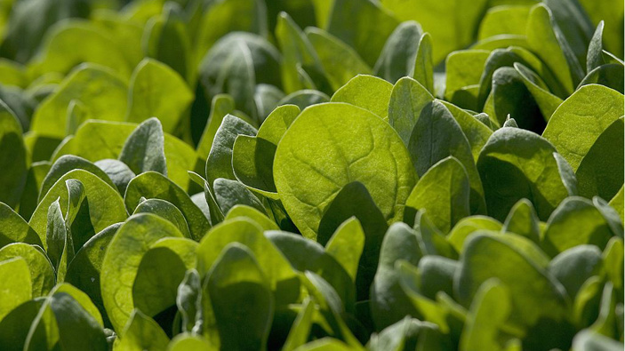 All LeaderBrand salads have now been recalled, despite the food-borne bacteria being found only in the Caesar Salad.