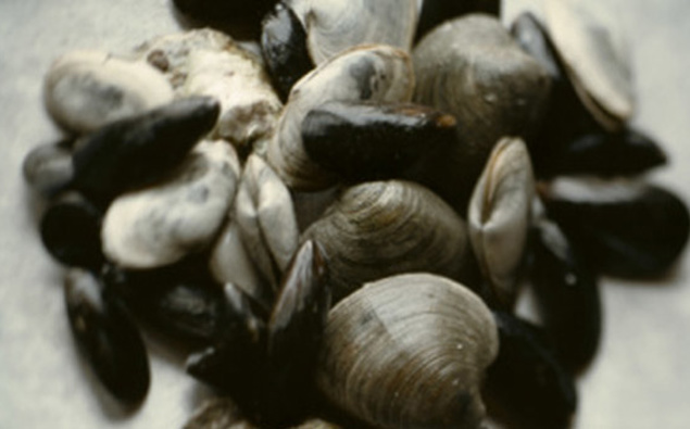 'Millions' of dead shellfish wash up on Waihi Beach
