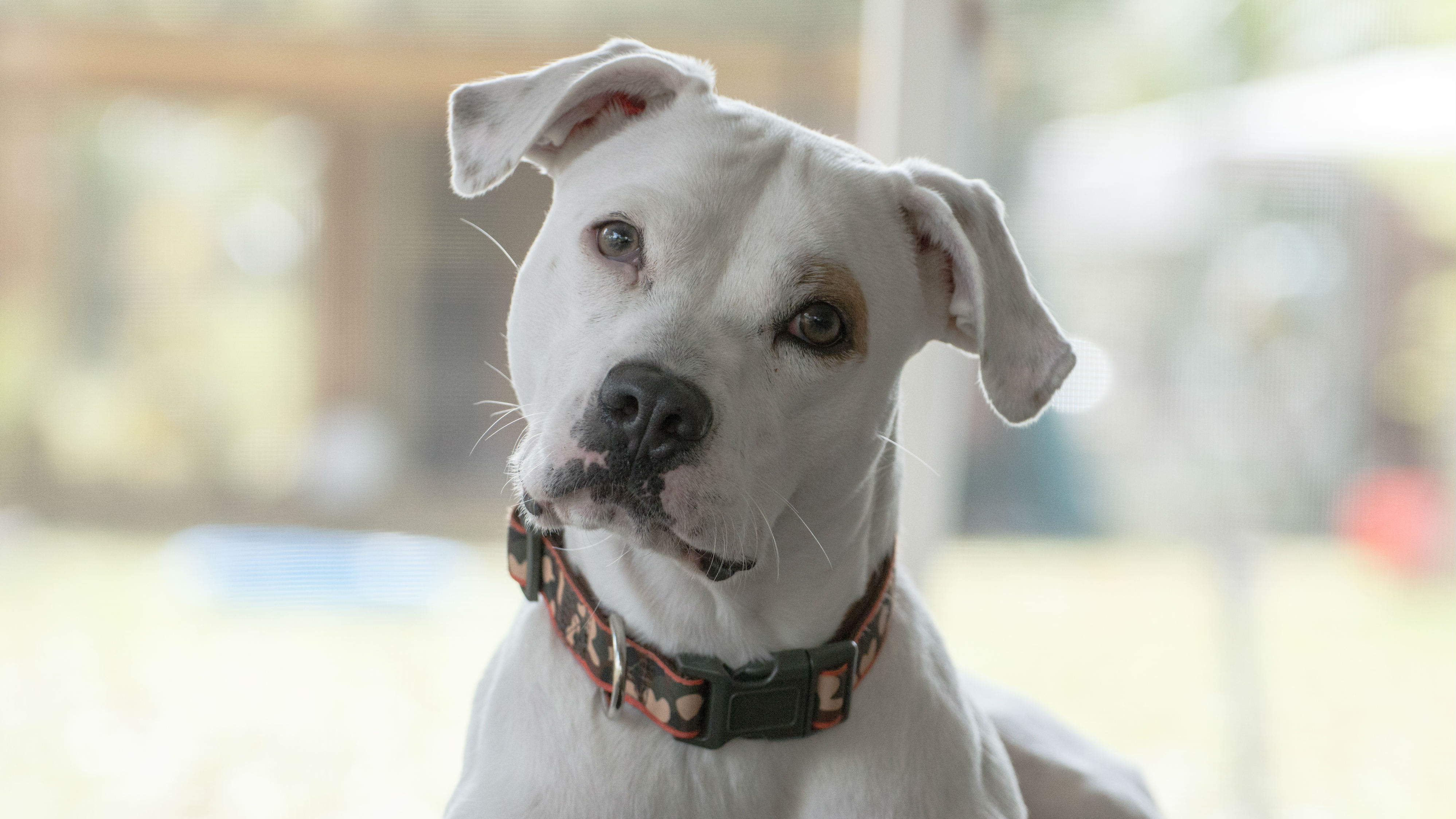 How our pets are taking up our time and changing our lives 