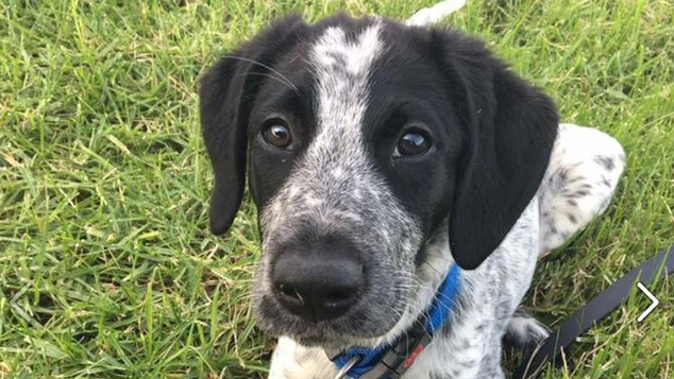 Grizz - the security dog shot at Auckland Airport. (Supplied)