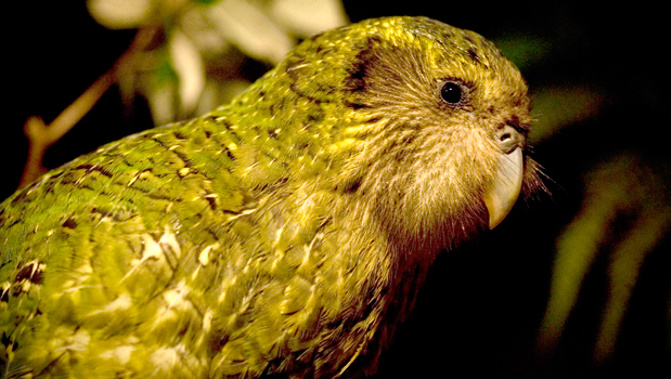Sirocco is now living with other male kakapo on an island in Fiordland. (Newspix)