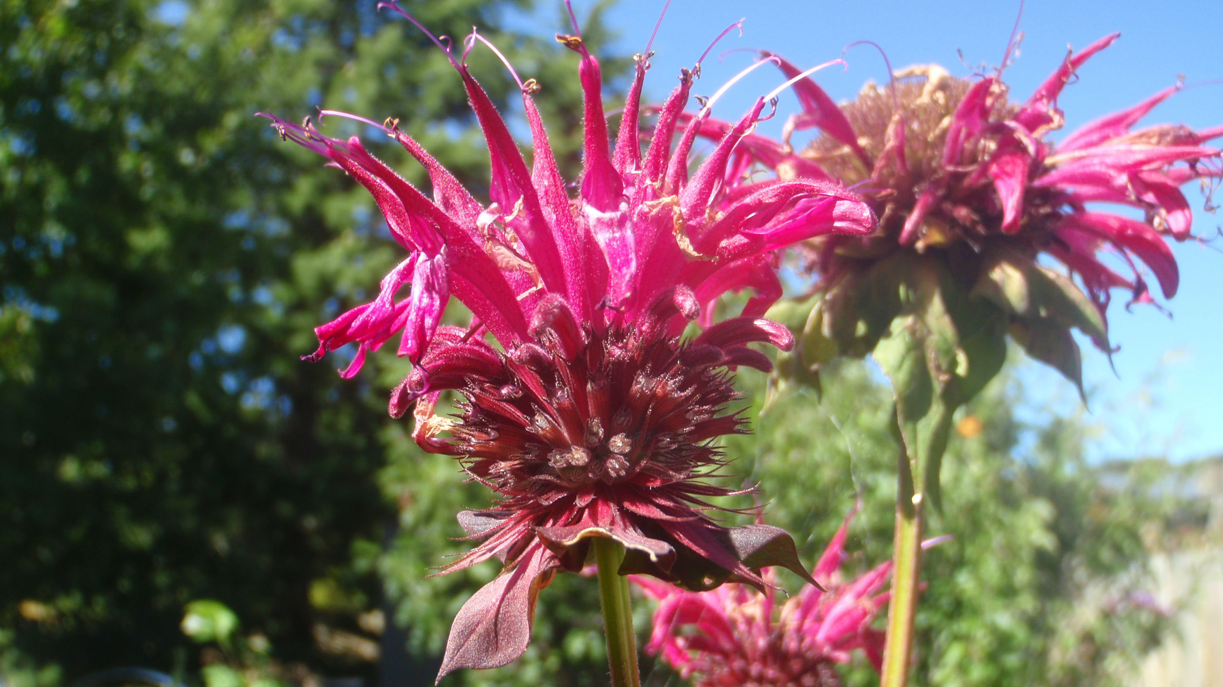 Jacque Tucker: Designing with herbs