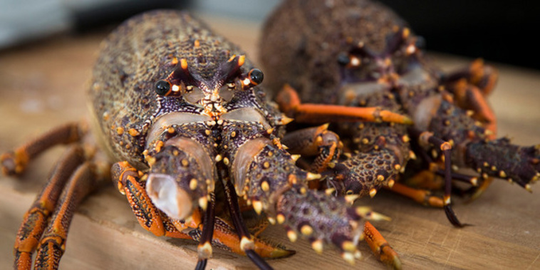 The Ministry for Primary Industries says it's well aware crayfish stocks are low along a large part of the North Island's east coast. (Photo/File)
