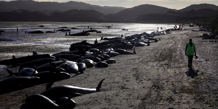 The dead pilot whales at Farewell Spit. Photo / Tim Cuff