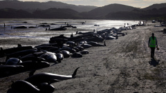 The dead pilot whales at Farewell Spit. Photo / Tim Cuff