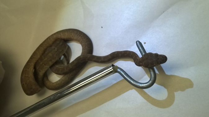 The snake which managed to come across the ditch is possibly a brown tree snake from Australia (Supplied / MPI).