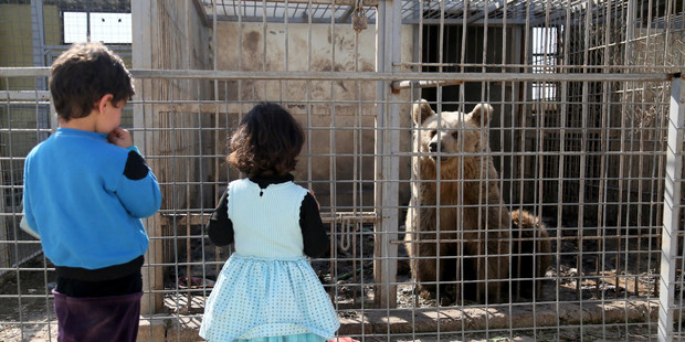 Kiwi's bid to save bear, lion in ISIS-held Mosul